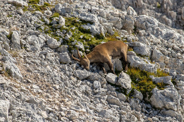 Adult ibex resting on rocks high alps