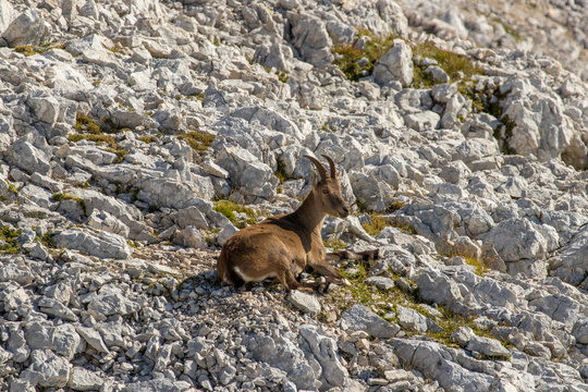 Female ibex resting in high mountains