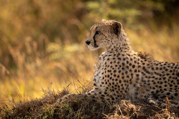 Close-up of female cheetah lying down