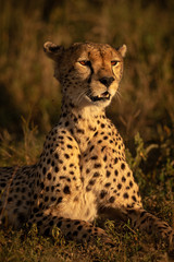 Close-up of female cheetah lying raising head