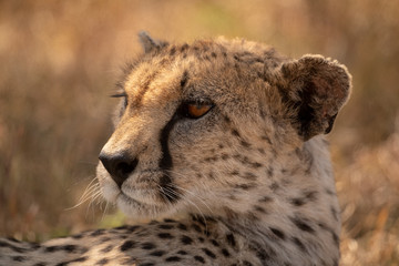 Close-up of female cheetah lying turning head