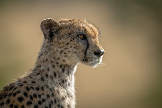 Close-up of female cheetah looking right