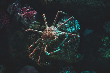 Giant spider crab in their natural habitat in the dark stones © Olly