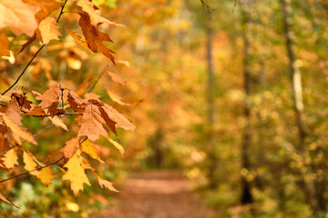 Background with beautiful autumn leaves in front of an autumnal footpath through a forest in October in Franconia, Germany
