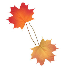 Realistic maple leaves isolated on white background