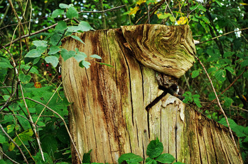 close up of a wooden post