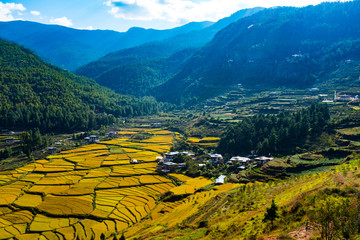 Bhutan Paro Paddy field - obrazy, fototapety, plakaty