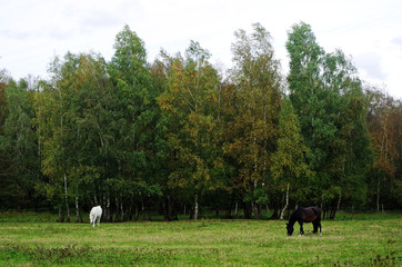 horses on a range land