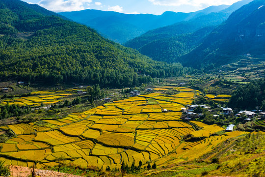 Bhutan Paro Paddy field