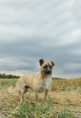Beautiful light little mongrel dog, standing on the autumn field and looking away. Cute dog walking on a beveled field. Vertical photo.