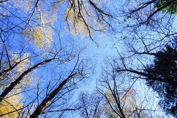 Crowns of trees in a forest in autumn against a blue sky. View from below.