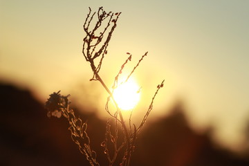 Summer sunset. Beautiful background. Bright natural bokeh