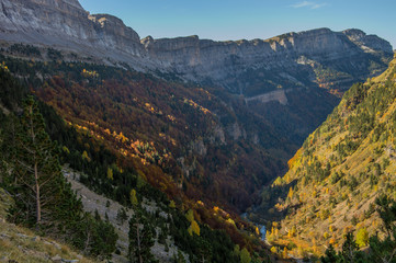 Los colores de otoño en las hojas del bosque de hayas de la ladera de la Faja de Pelay en el Parque Nacional de Ordesa y Monte Perdido. En los Pirineos de Huesca. Aragón. España