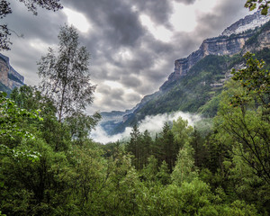 Niebla en el bosque de hayas del Parque Nacional de Ordesa y Monte Perdido. En los Pirineos de Huesca. Aragón. España