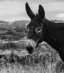 Un burro en Gallegos de Solmirón. Provincia de Salamanca. Castilla y León. España