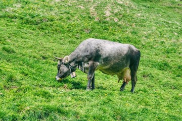 krowa ray tyrolskiej szarej pasie się na alpejskiej łące, słoneczny dzień na pastwisku, krowa z dzwonkiem na szyi