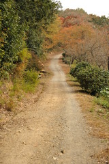 紅葉した日本の田舎道の風景