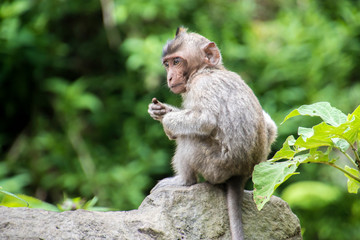 Naklejka na ściany i meble baby monkey sitting on a branch inside a green forest