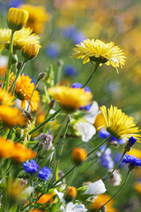 Blumenwiese mit Ringelblumen