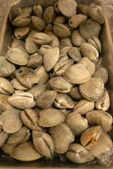 shellfish clams on display for sale after harvest