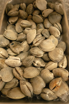 shellfish clams on display for sale after harvest