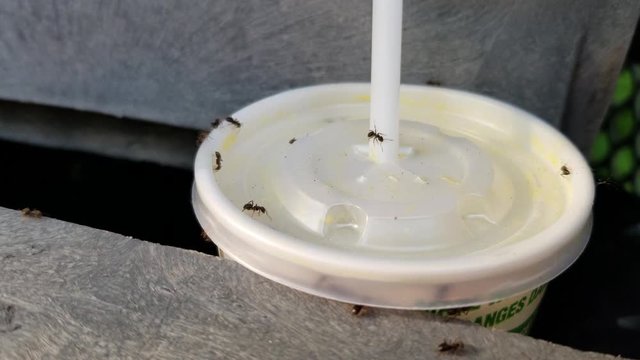 Ants taking over a soft dring beverage cup left in a garbage bin in search of sugar.