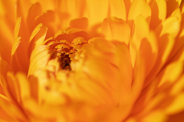 Bl&uuml;te einer Ringelblume