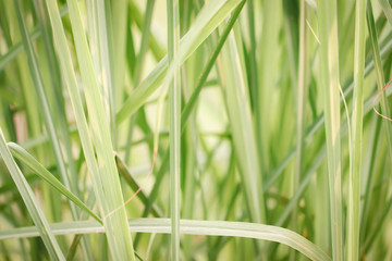 Obraz premium Closeup of Green Lemongrass leaves background