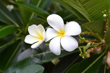 frangipani flower on a background
