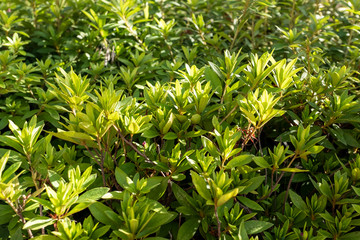 Detail of an Outdoor Decorative Plant