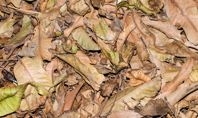 Closeup of Dry autumn leaves brown and green colors