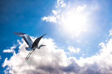 Fliegender Reiher vor Wolken