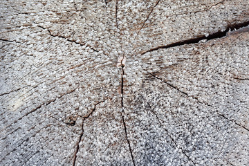 grunge log wood texture background of annual rings.