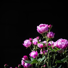 Beautiful Pink Roses Blooming in the Sun on Black Background and Copy Space