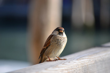 piccolo uccellino curioso