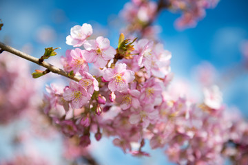 벛꽃의 싱그러움