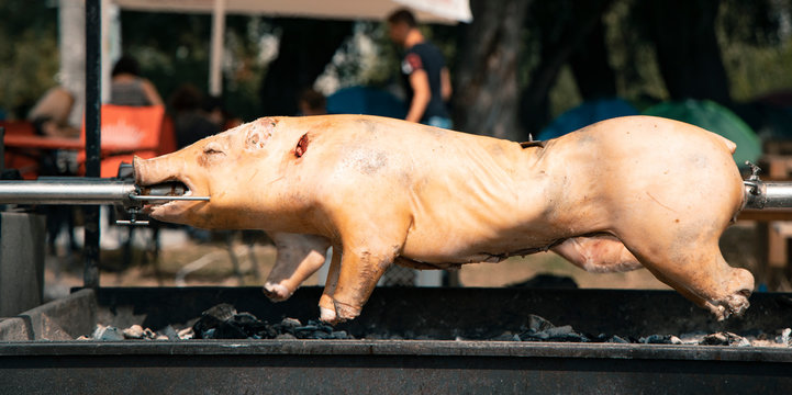 grilled pig dead animal food photography 