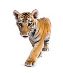 Two months old tiger cub walking against white background