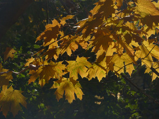 Fototapeta na wymiar yellow maple leaves in autumn