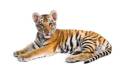 Obraz premium Two months old tiger cub lying against white background