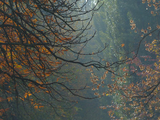 foggy autumn morning