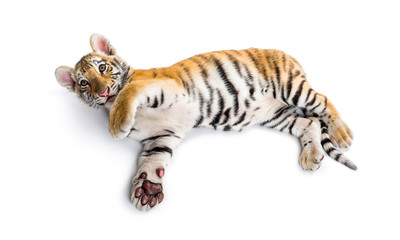 Two months old tiger cub lying against white background