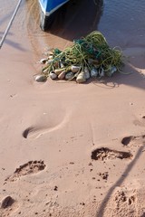 Obraz premium crab on the beach