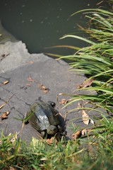 日本庭園の池で甲羅干しをする亀