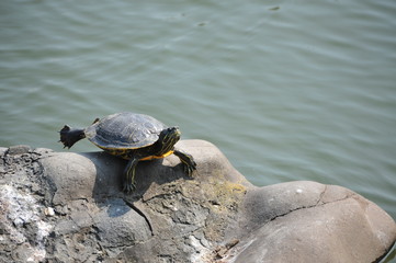 Obraz premium 日本庭園の池で甲羅干しをする亀