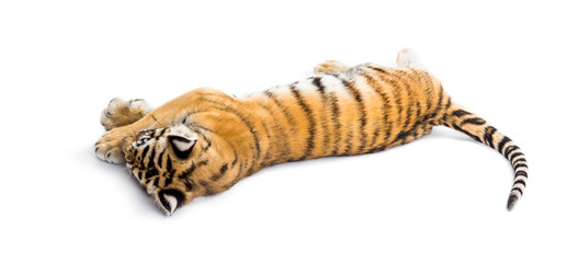 Two months old tiger cub lying against white background