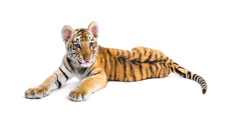 Two months old tiger cub lying against white background