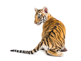 Obraz premium Two months old tiger cub sitting against white background