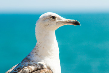 Seagul