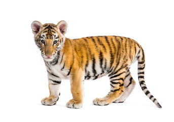 Two months old tiger cub standing against white background